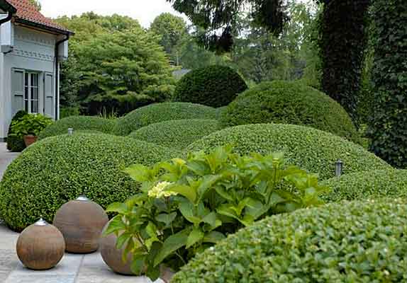 buxus