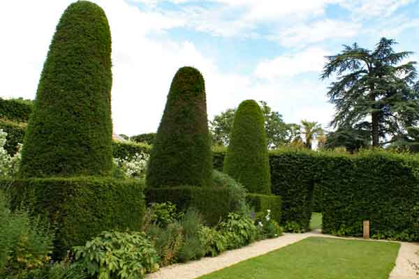 taxus ronde vormen